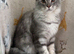 Female Blue Silver Classic Mainecoon
