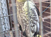 Small colony mutation cockatiels