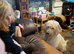 Hope lab/cockapoo 2 years old