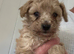 Cavapoo x poodle puppies available