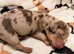 Beautiful Dapple Miniature Dachshund Puppies