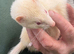 Albino Jill ferret for sale