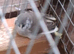 Zebra finches