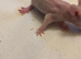 3 brothers double Rex