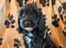 3 gorgeous cockapoo girls