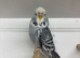 Exhibition Budgies