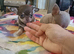 Exquisite Tiny Chihuahua puppies.