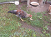 Stevie Cockerel wants a new home