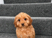 Cockapoo puppies