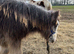 Charlie&rsquo;s dream blue blagdon