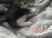 1 boy 3 girl kittens