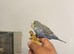 Tame Baby Budgies