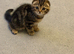 Scottish Fold Kittens for Sale