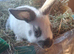 Mini rex cross Dutch