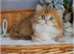 Unique longhair golden female BLH hy 11