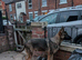 8 month old handsome male German shepherd