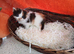 Beautyful, fluffy, kittens.