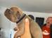 The 3 cutest pups ever! Monthly payments possible.