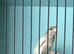 Jaspe raza canary with two hens