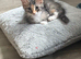 2 beautiful kittens