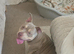 Belle pocket bully