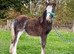 Super Cute Blagdon Cob Colt