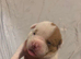 Beautiful mastiff cross puppies