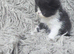 Beautiful Persian kittens
