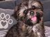 Girl shorkie