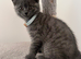 Pedigree Gccf British shorthair