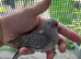 Diamond dove breeding pair