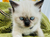 Super friendly Himalayan kittens ready for new homes