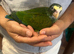 Baby hand reared white caped Pionus