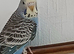 Baby budgies