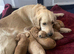 Golden doodle puppies