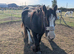 Stunning chunky 2 year old cob gelding