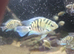 Long fin and short fin polar parrots