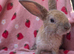 Curly astrex baby rabbits ☆Last 2 Rare curly