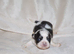 coloured dobbie imperials kc registered