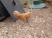 Trio buff laced polish bantams