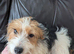 Pure Bred Jack Russell Girl 14 mths old.