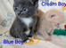Pretty kittens > British Blue x Calico half Bengal from £100