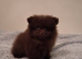FEMALE chocolate  Pomeranin NOW READY