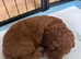 Beautiful Red Miniature Labradoodle Puppies