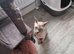 Tica reg sphynx pet girl