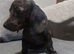 Miniature dachshunds