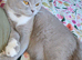 AVAILABLE FOR RESERVATION FULL BRITISH SHORTHAIR KITTENS