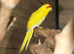 Yellow and Green Kakariki,18