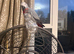 Baby African Grey