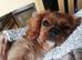Cavalier king charles puppy 6mth old